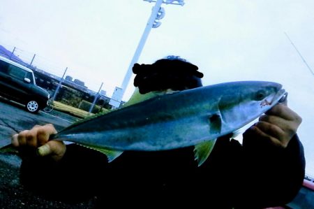 久しぶりの青物