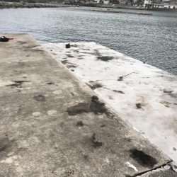 12月末の中紀でのエギングでアオリイカ