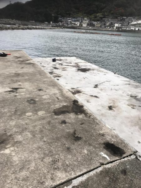 12月末の中紀でのエギングでアオリイカ