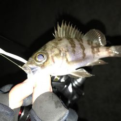 メバリング釣り納め