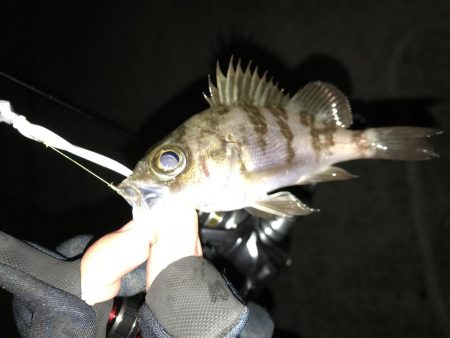 メバリング釣り納め