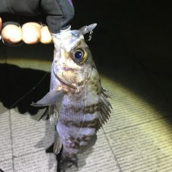 久しぶりのメバリング