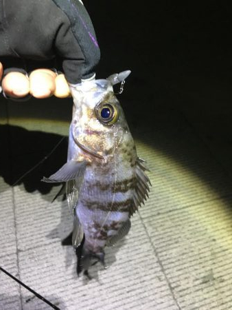 久しぶりのメバリング