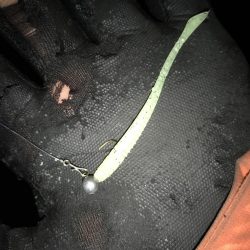 まだまだ芦屋浜アジング行けます！