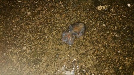 のんびりまったり