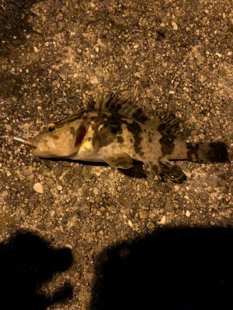 堤防からマイクロテンヤ