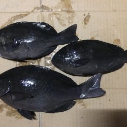 釣り納めかも