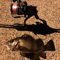 鳥取メバリング