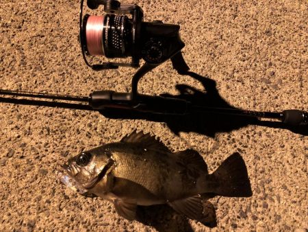 鳥取メバリング