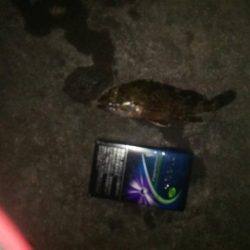 グラマラスなメバル