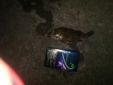 グラマラスなメバル