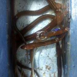 ちょい投げ釣り