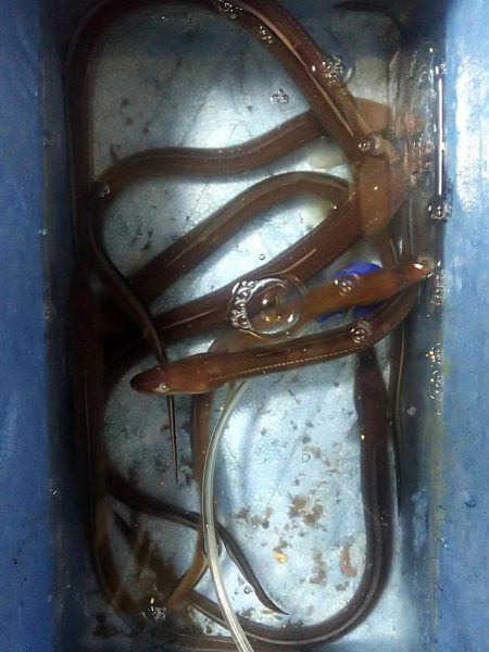 ちょい投げ釣り