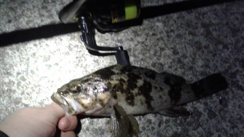 メバリングやってみた２。