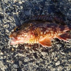 今日はあかんかった