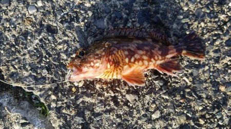 今日はあかんかった