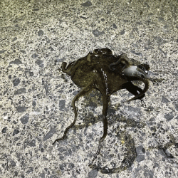 ヒイカエギング（2018-1）