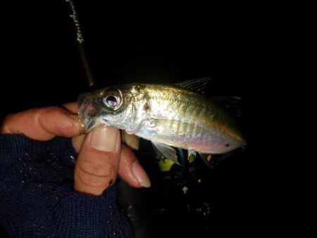 メバリング調査