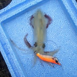 ヒイカ釣り