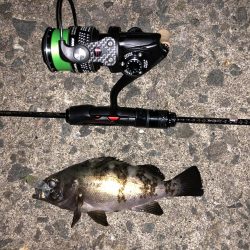 鳥取メバリング