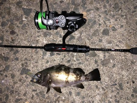 鳥取メバリング