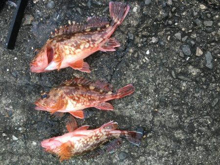 釣れました幻のアイナメ