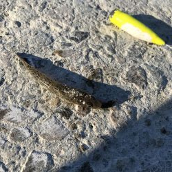 本命で釣り納め