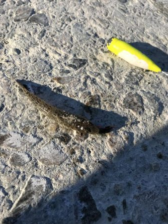 本命で釣り納め