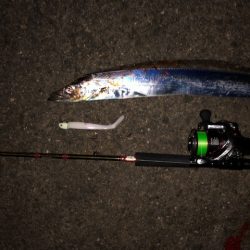 明石ワインド17