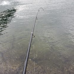 メバル、ハゼ反応良くなく…。