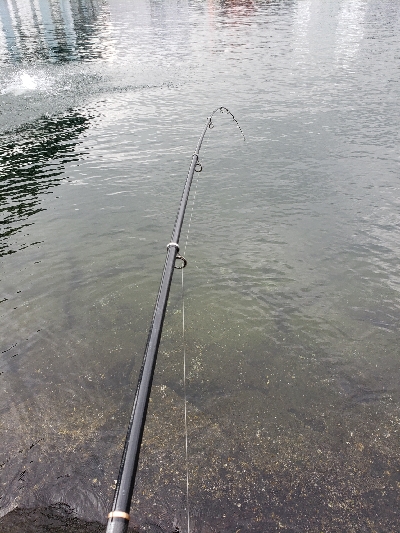 メバル、ハゼ反応良くなく…。