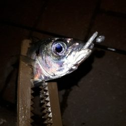寒風吹きされる中の釣り