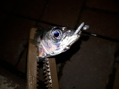 寒風吹きされる中の釣り