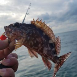 穴釣り　ガシラ&アイナメ