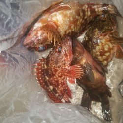 ガシラ釣り　～結構楽しめた～