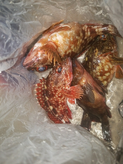 ガシラ釣り　～結構楽しめた～