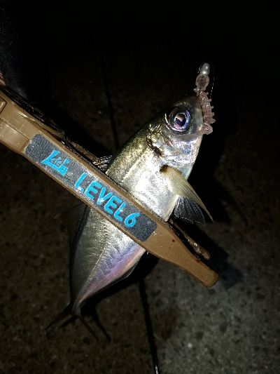 オフになると、釣り