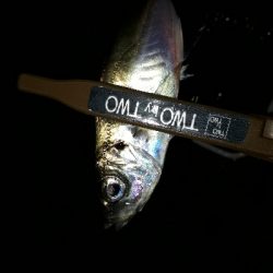 急遽、アジング