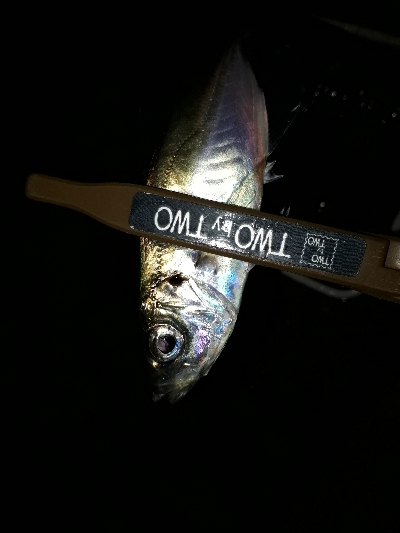 急遽、アジング