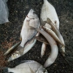 キス釣り　～まだまだ釣れそうだな～