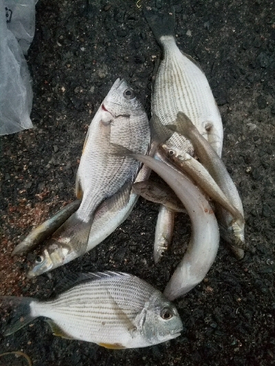 キス釣り　～まだまだ釣れそうだな～