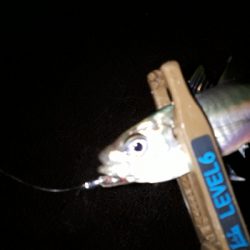 仕事を終えて、アジングを堪能