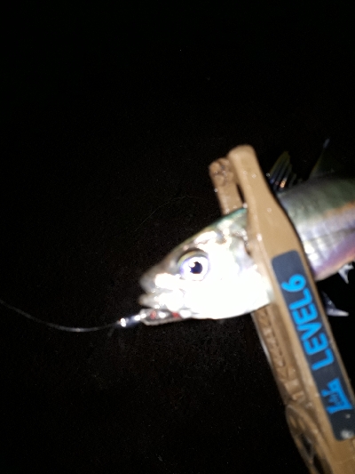 仕事を終えて、アジングを堪能