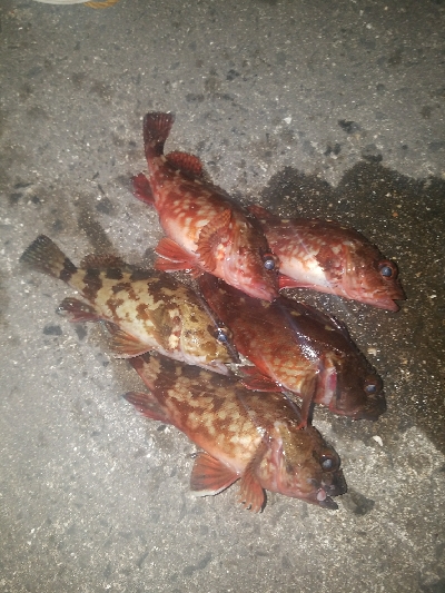 ガシラ釣り　～穴を見つけたらポコポコ～