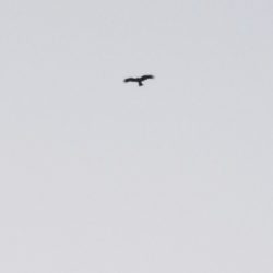 キス釣り　～チョット厳しくなってきた？～