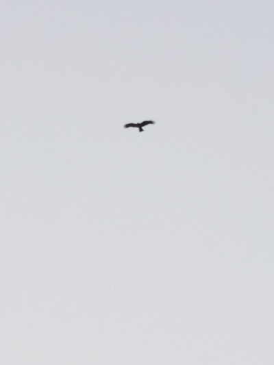 キス釣り　～チョット厳しくなってきた？～