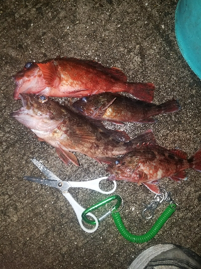 ガシラ釣り　～自作ブラクリ使ってみた～