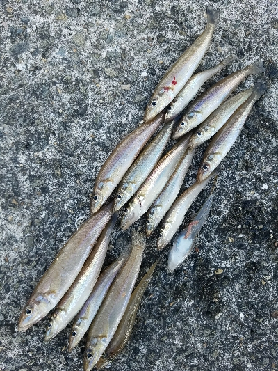 キス釣り　～まだ釣れます！～