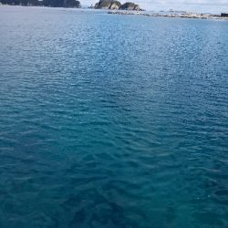 グレ釣り　～グレ、31センチ！～