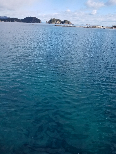 グレ釣り　～グレ、31センチ！～